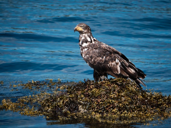 Juvenile Bald Eagle by Andrew Wasik